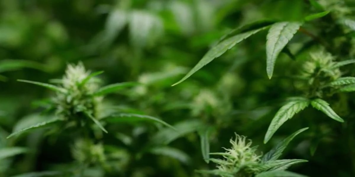 Police prepare for intoxicated drivers with cannabis cafes