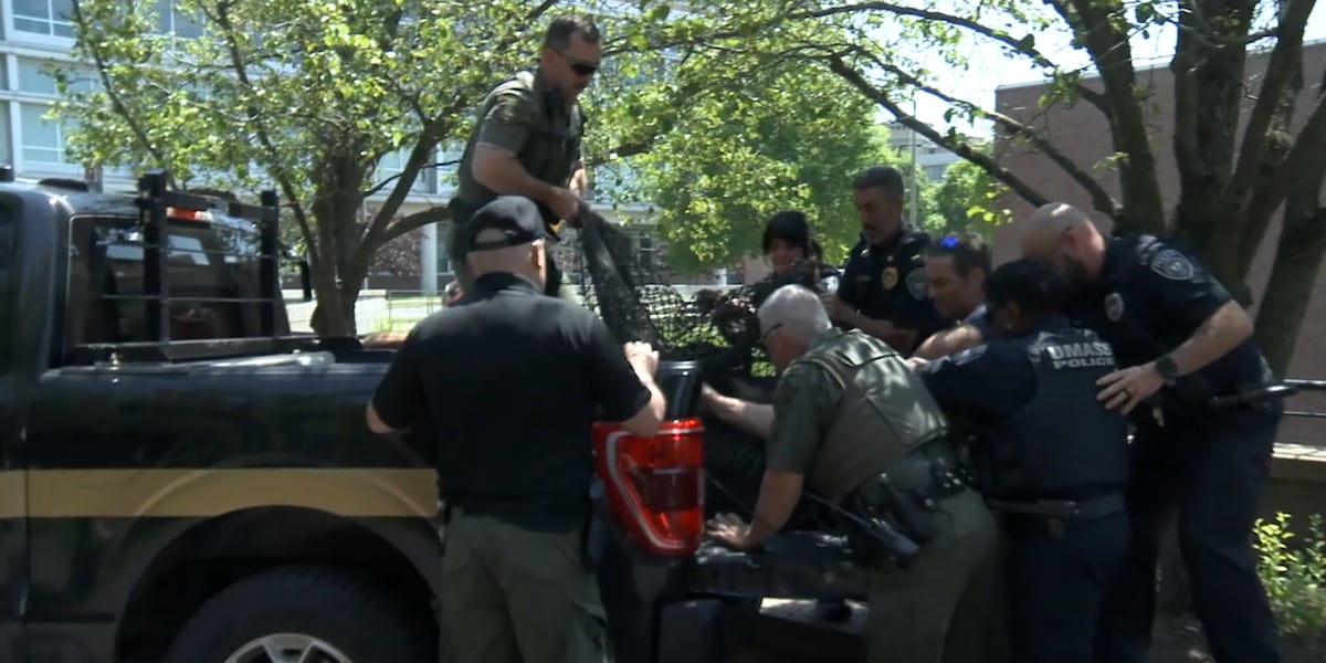 Biologist, faculty speak about UMass bear sighting