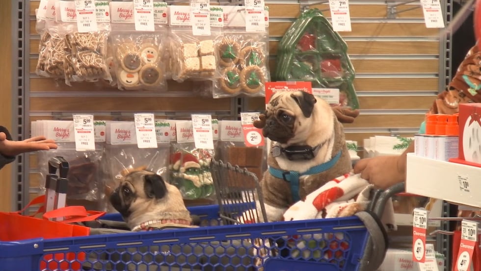 PetSmart is the first store to open at the former Eastfield Mall site..but there are many more...