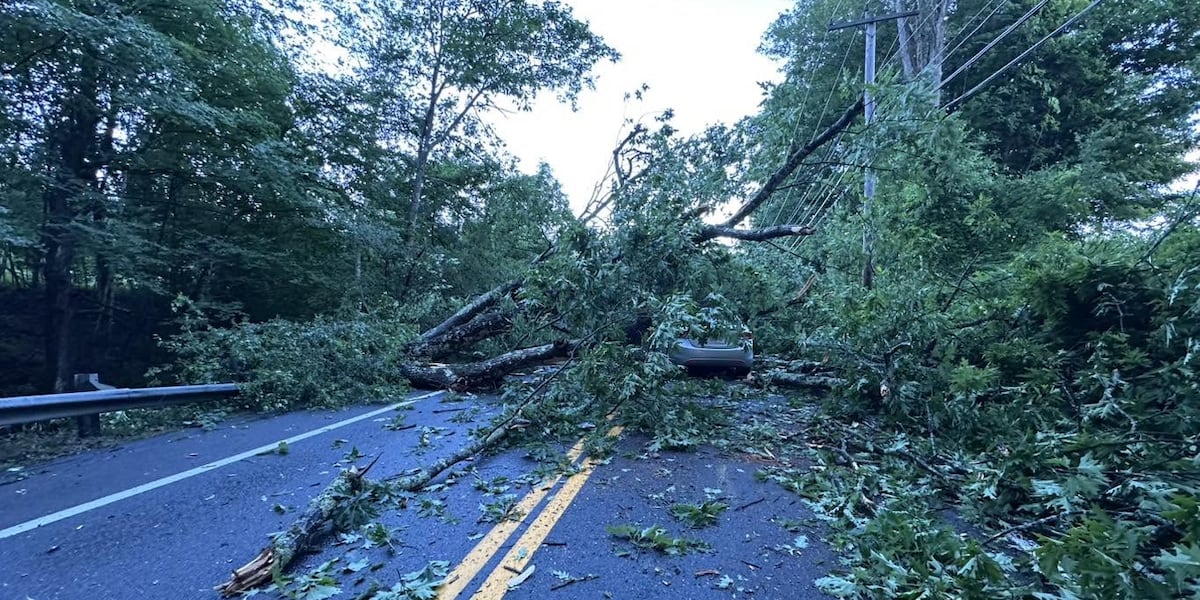 Tree falls onto passenger vehicle in Williamsburg