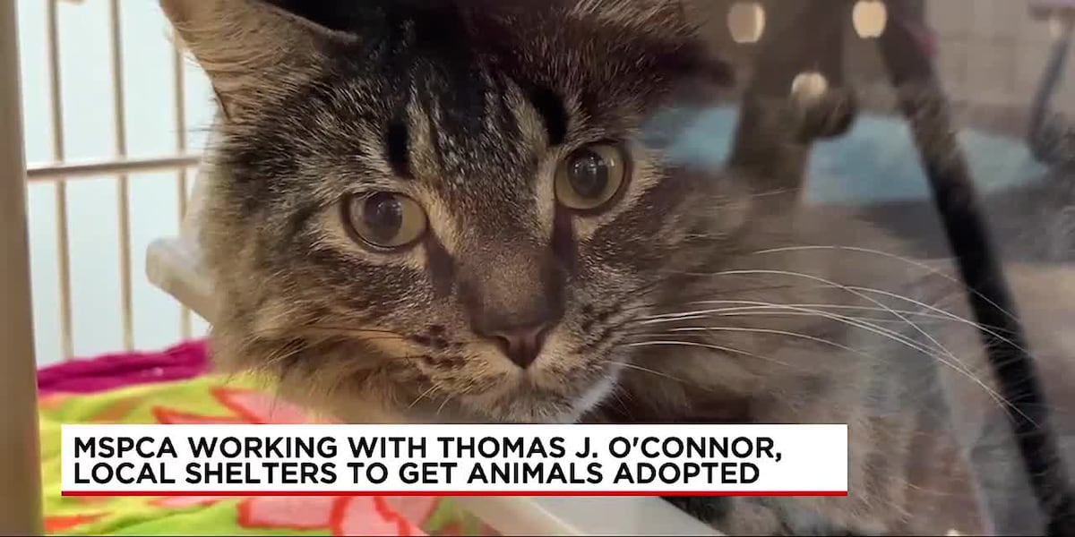 Getting Animals MSPCA working with TJO, local shelters to get animals adopted