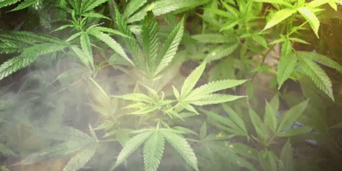 Western Mass. towns face decisions on allowing cannabis cafes