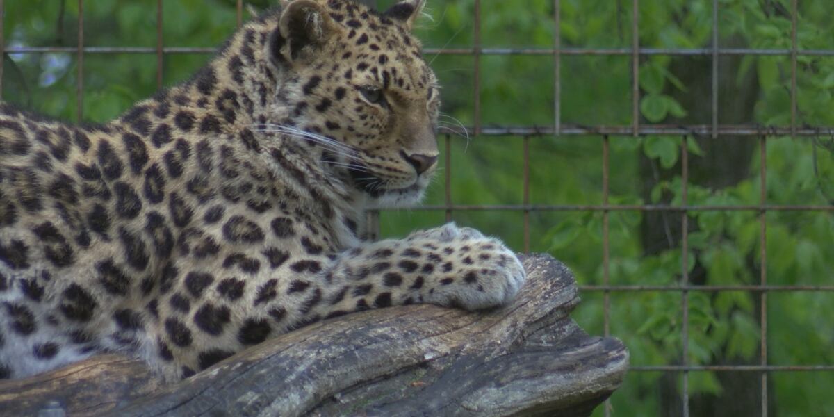 The Zoo in Forest Park looks to keep their animals warm