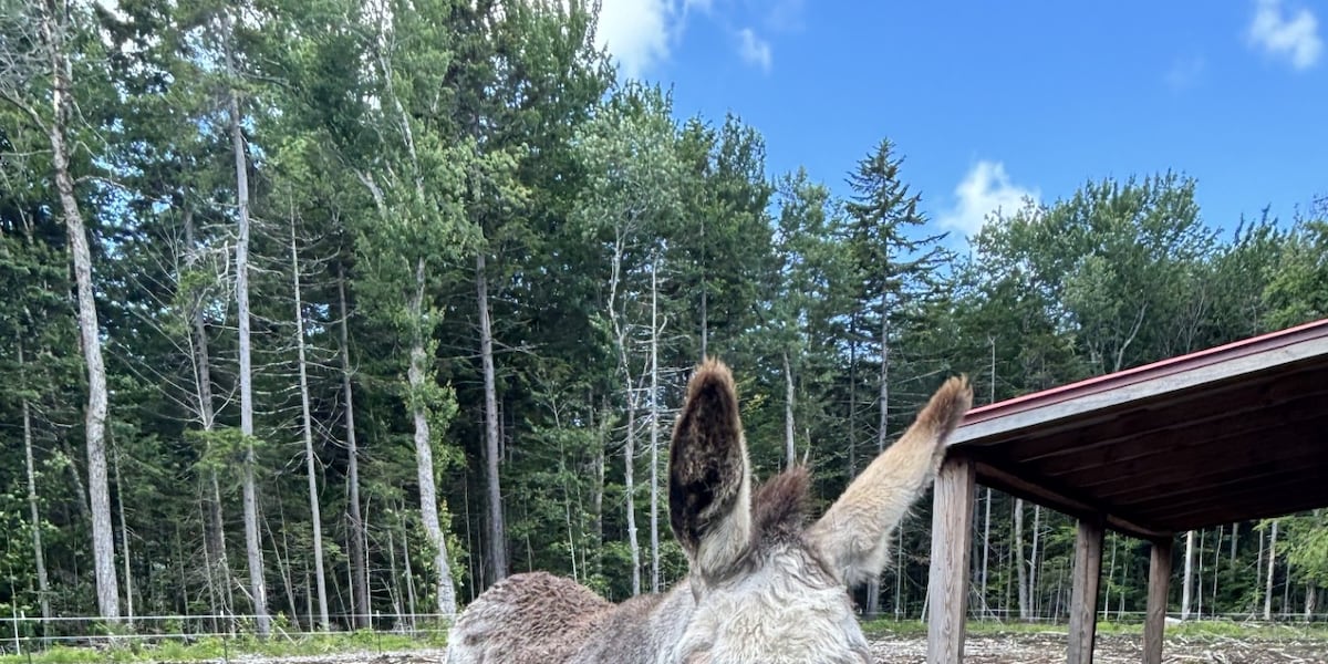 13 Animals rescued from local property