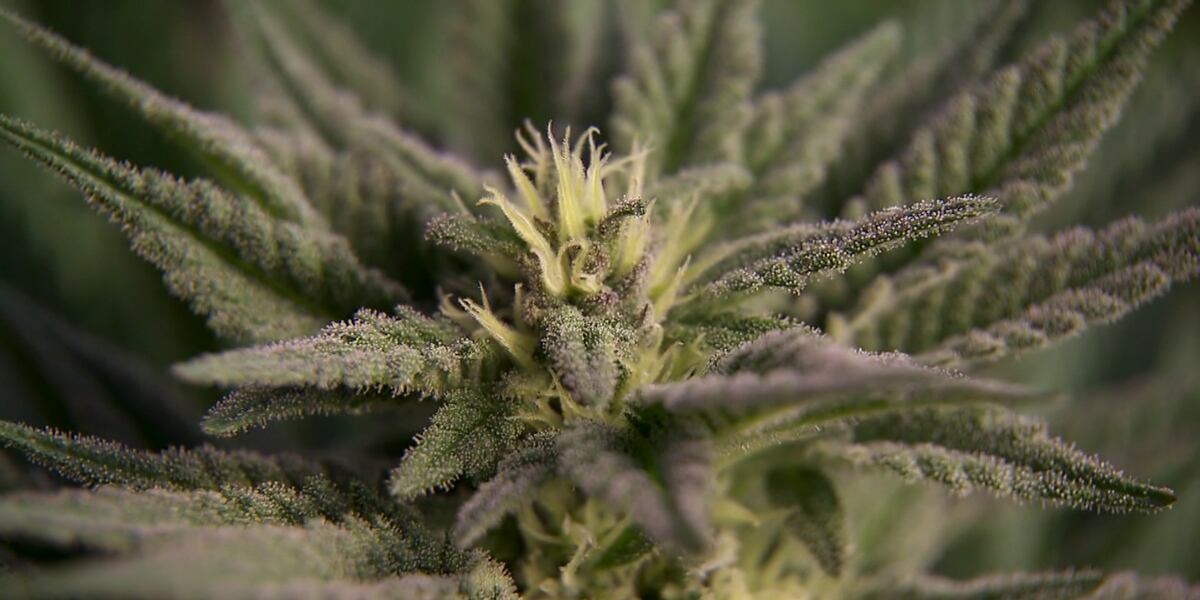 West Springfield dispensary welcomes new Massachusetts cannabis law