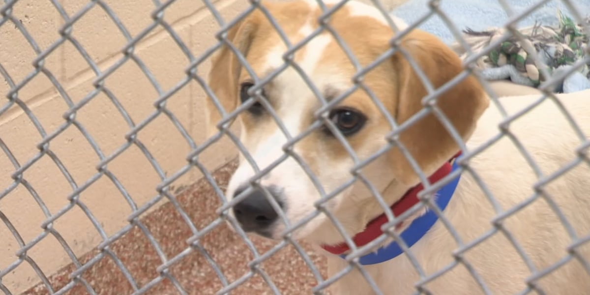 MSPCA to host free Adopt-A-Thon