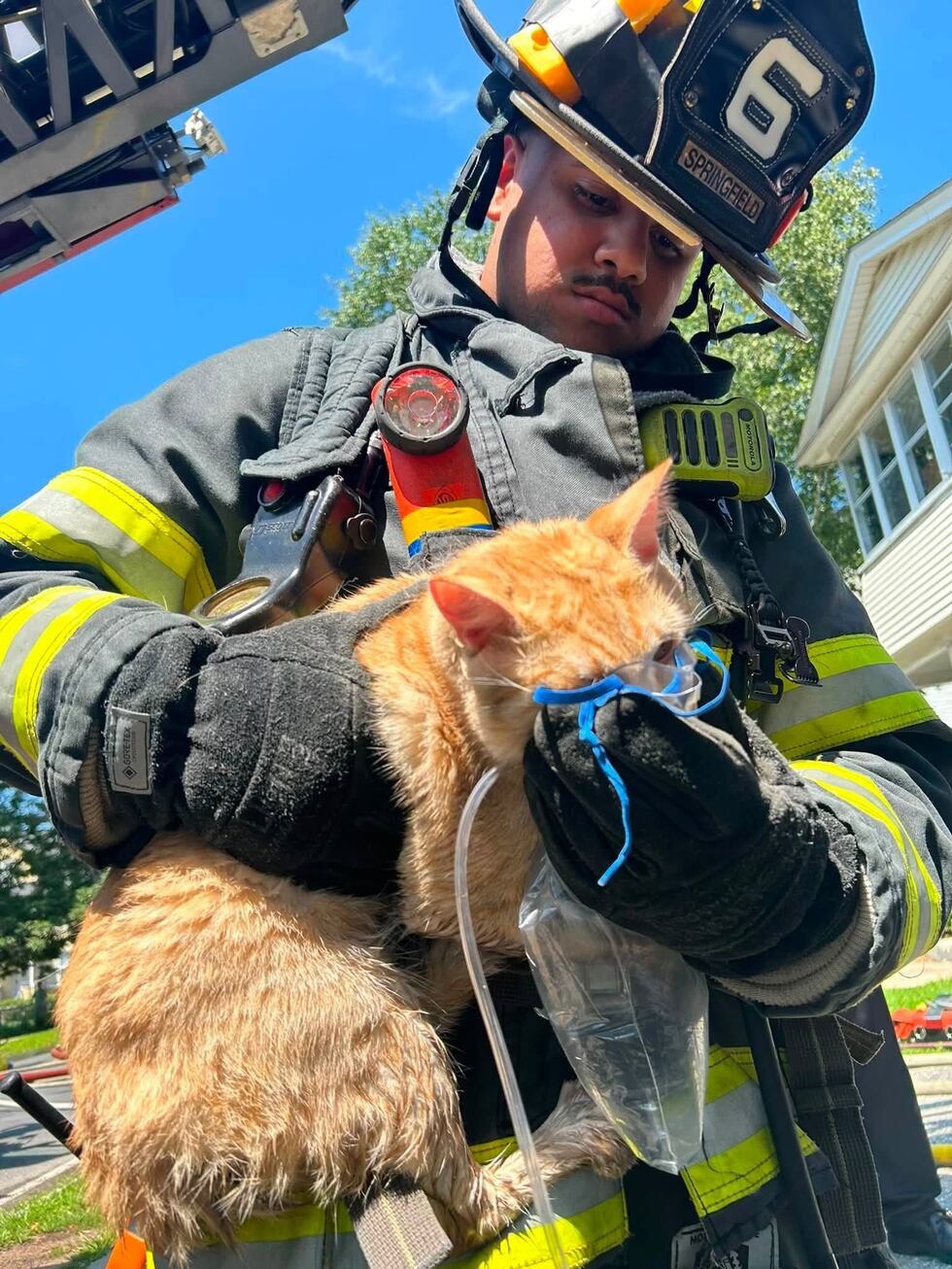 Springfield Fire Department cat rescue