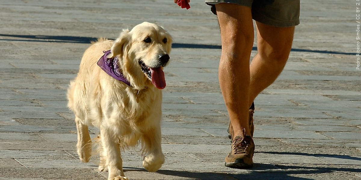 How to keep your pets safe in a heatwave