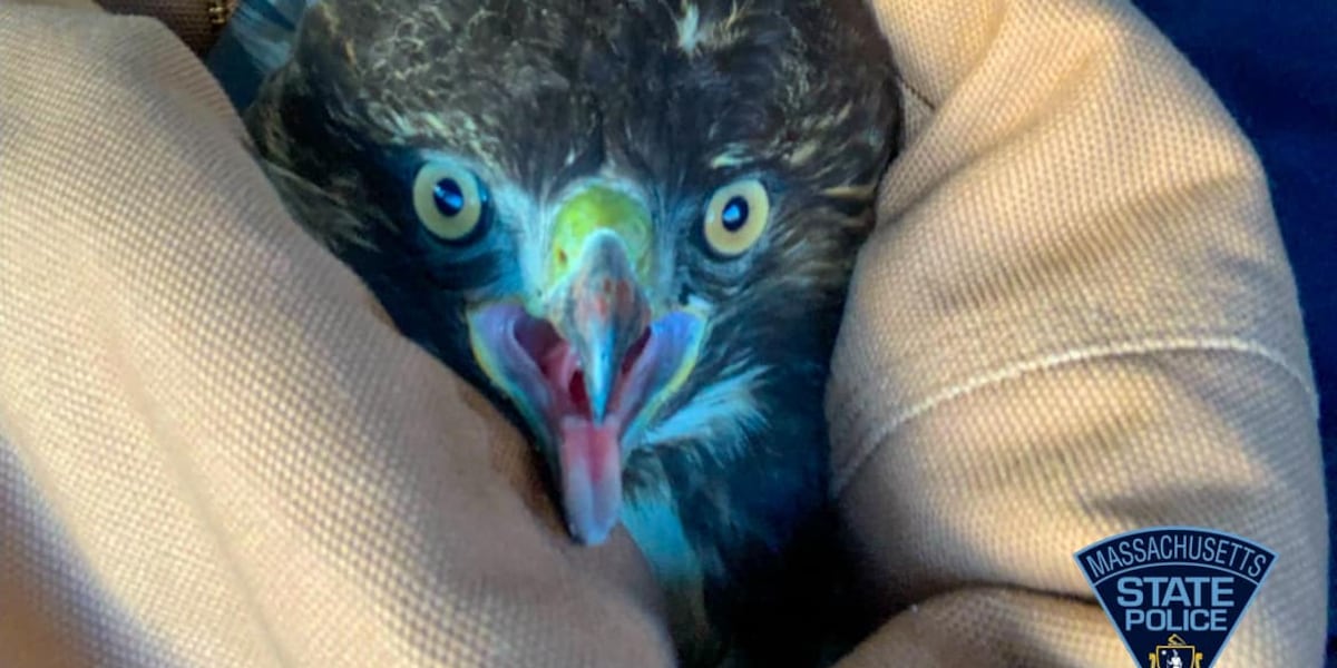 Wounded Hawk Father-son Mass. State Police duo help rescue injured hawk