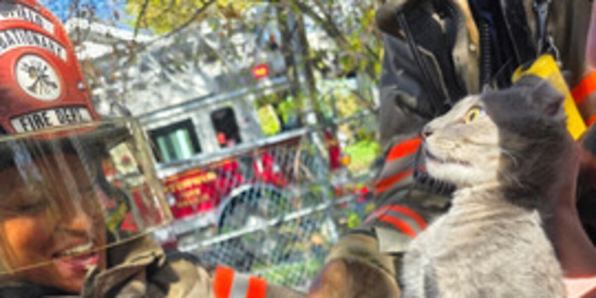 Pittsfield firefighters rescue cat from tree