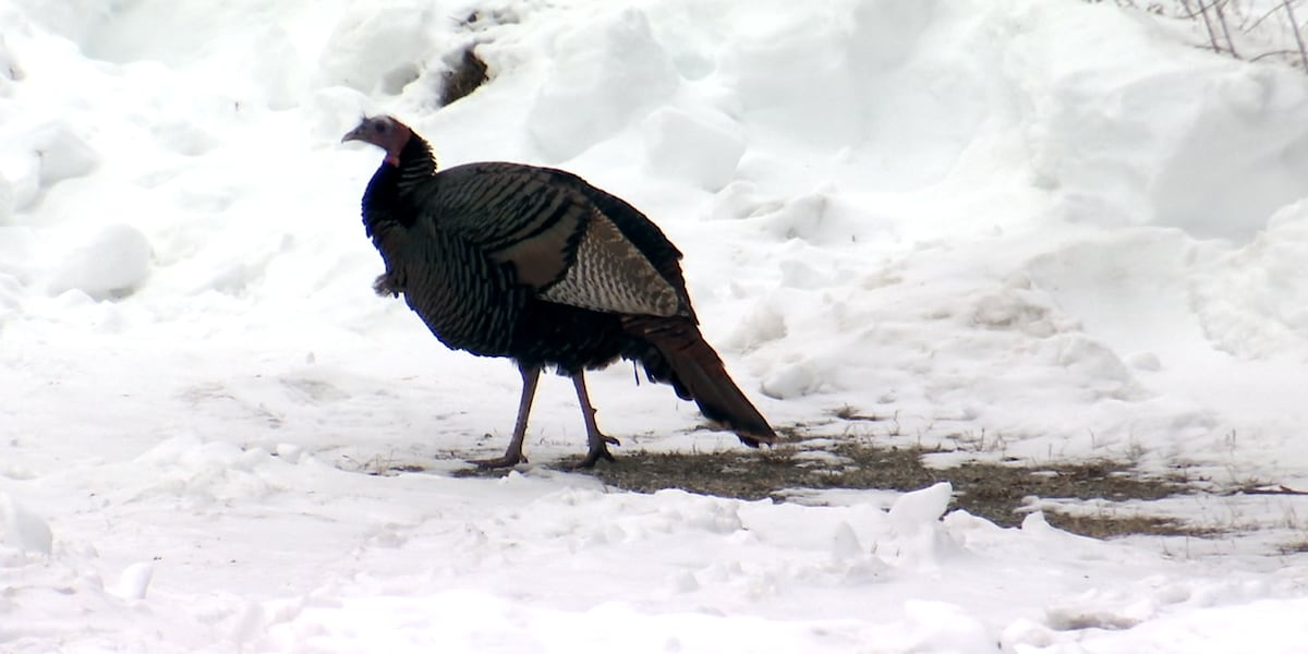 Public reacts after beloved turkey is allegedly stolen