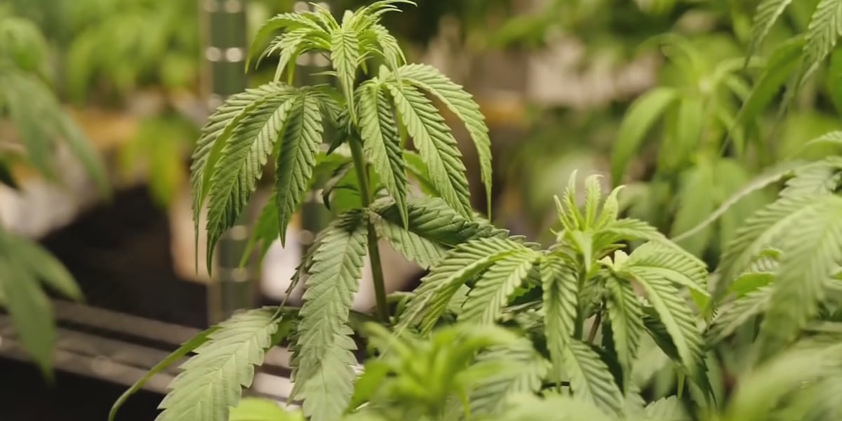 Healey firma ley reestructurando Comisión de Control de Cannabis