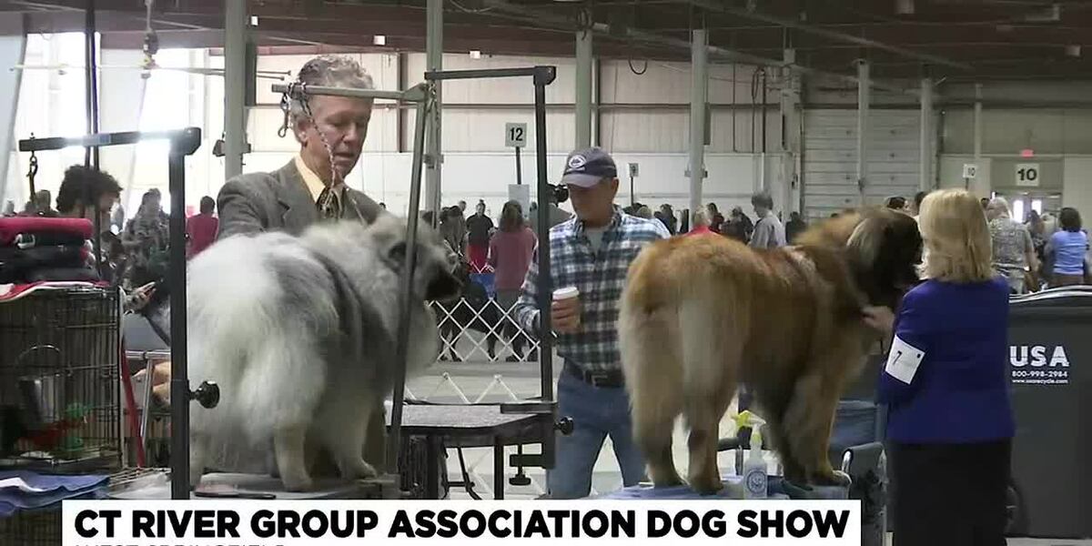 Thousands Of Dogs Compete For Best In Show At Big E Fairgrounds thousands-of-dogs-compete-for-best-in-show-at-big-e-fairgrounds