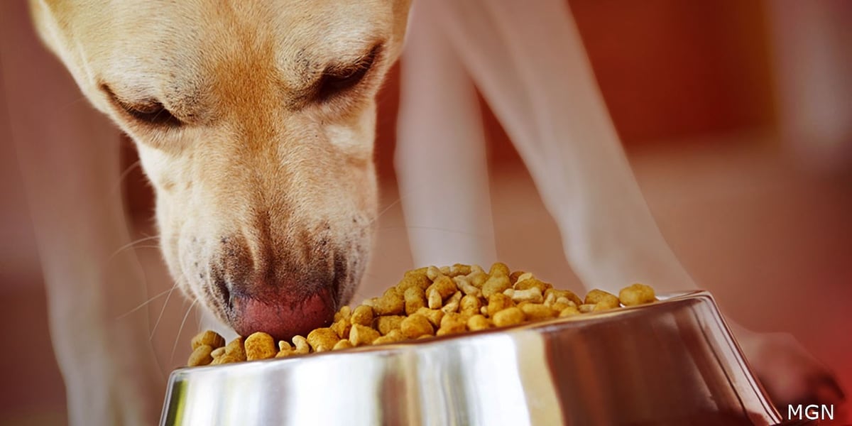 ‘Reese Pet Food Initiative’ launches to support pets in need