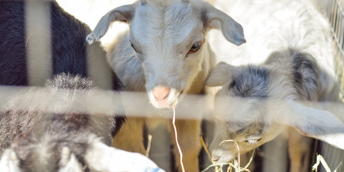 Baby animals support students’ mental health at Pathfinder