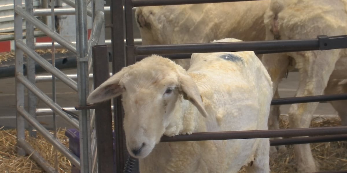 Hampden County 4H to host fair at Eastern States Exposition