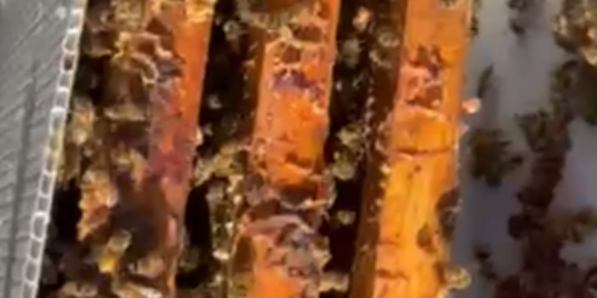 Bee swarm causes a buzz at a local restaurant