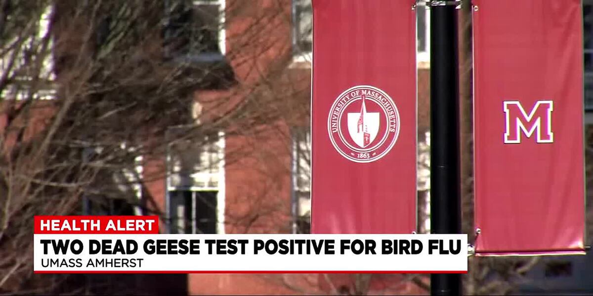 Two dead geese test positive for bird flu at UMass