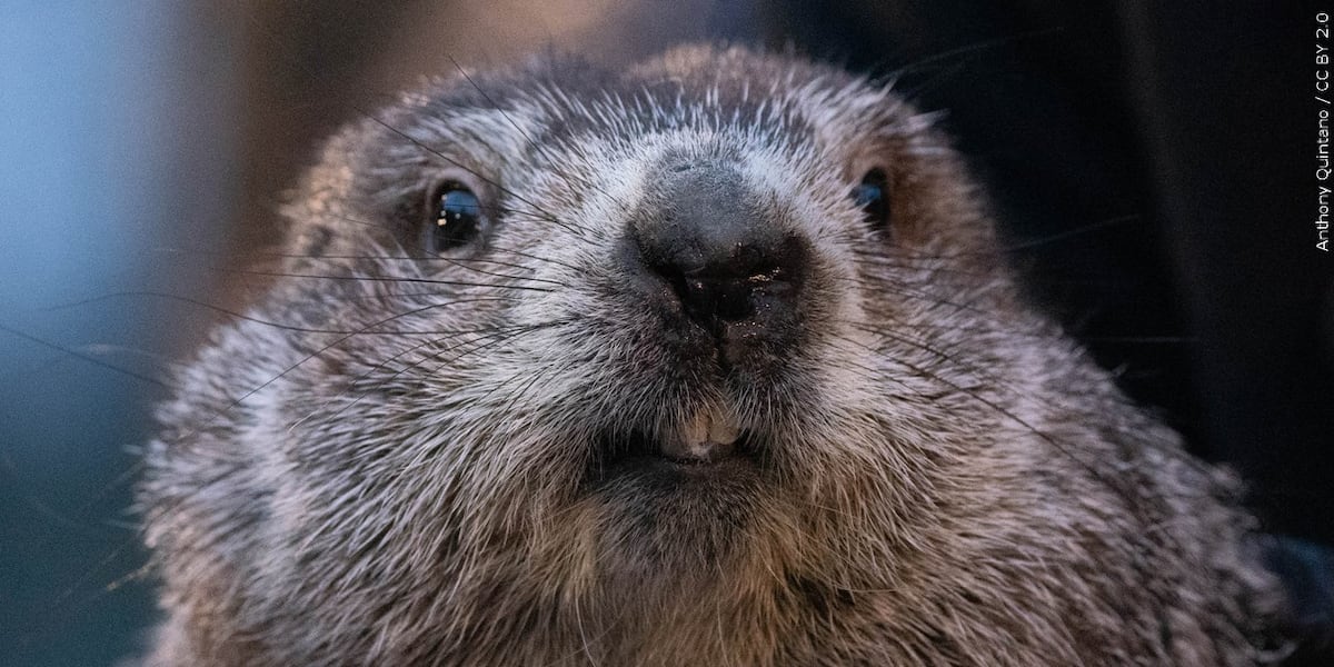 Punxsutawney Phil provides his winter weather prognostication