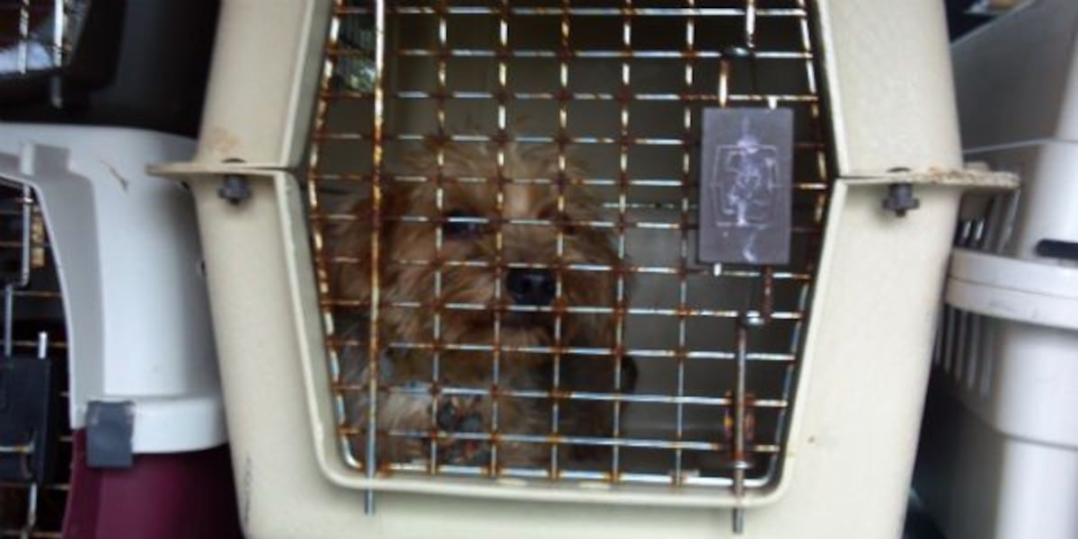 Area veterinarians warn of rabies vaccine recall