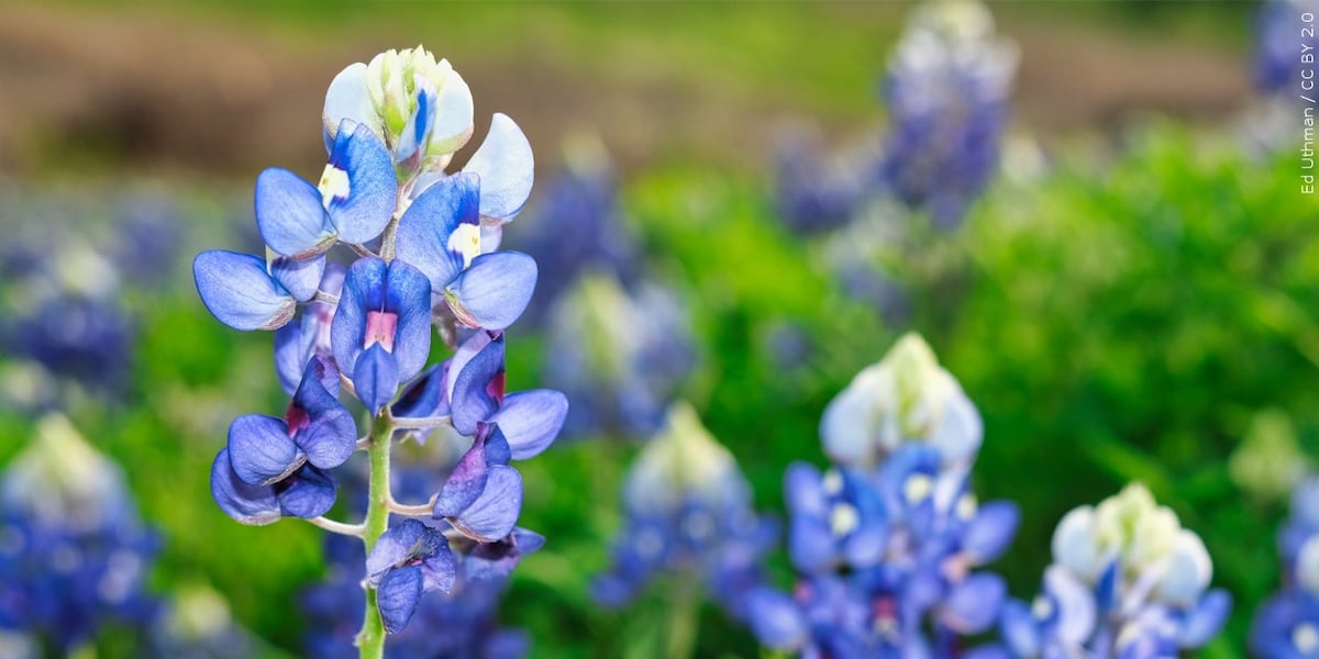 Perennials or Annuals? Ludlow Expert Breaks Down What to Plant Now