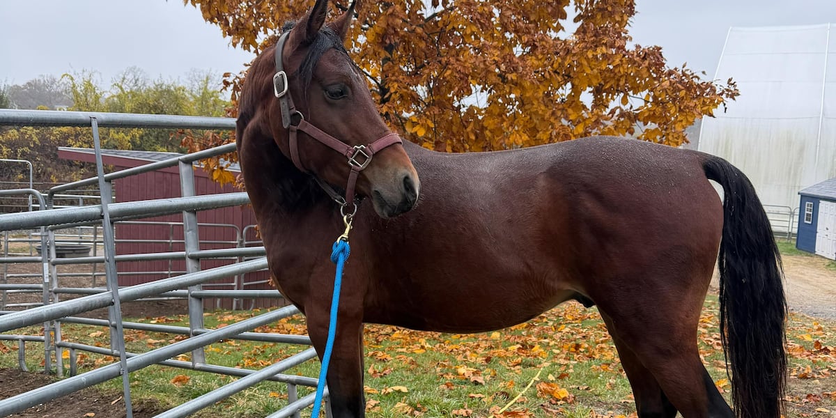 MSPCA to hold fee-waived horse adoptathon
