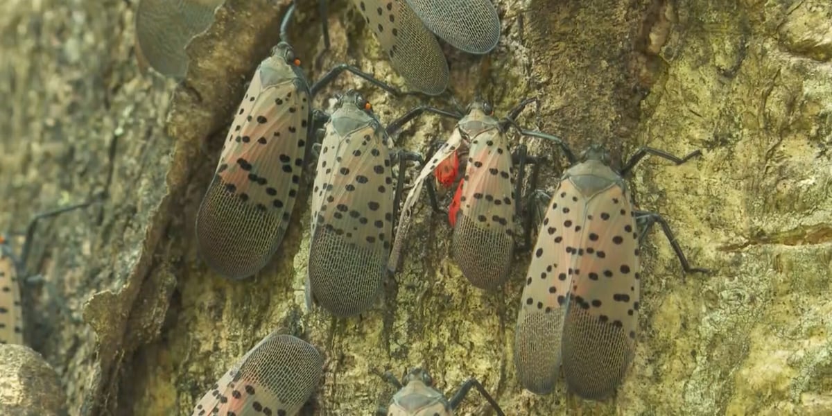 Spotted Lanternfly season begins again in Mass.; here’s what to look out for