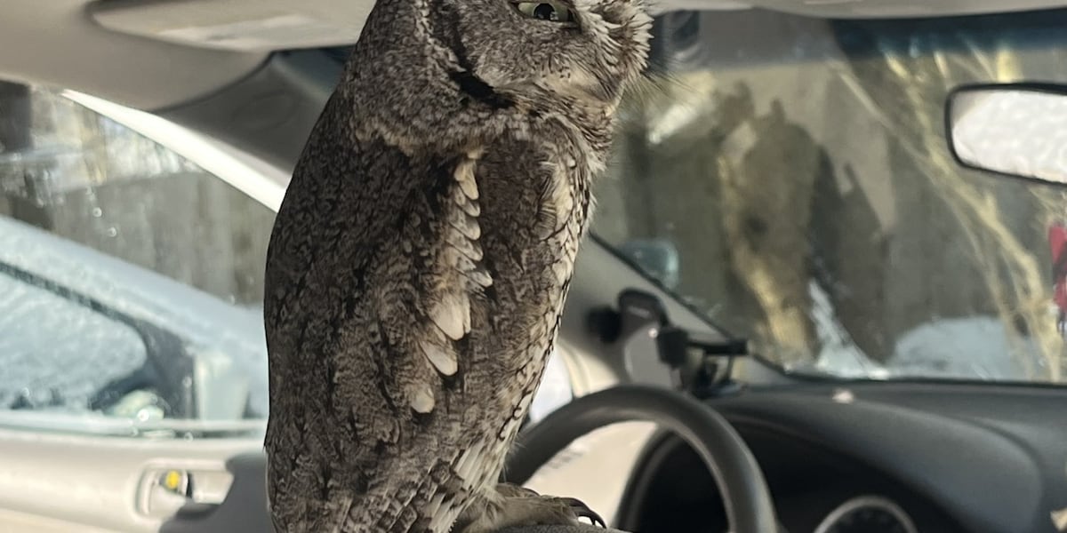 Owl rescued after being found in family’s car