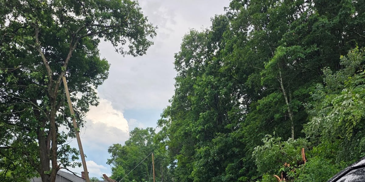 Fallen tree closes road in Monson