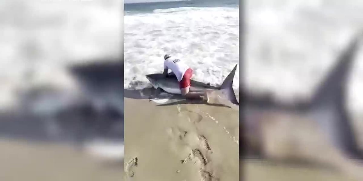 Fisherman reels in white shark off Massachusetts, then snags the hook from its toothy mouth