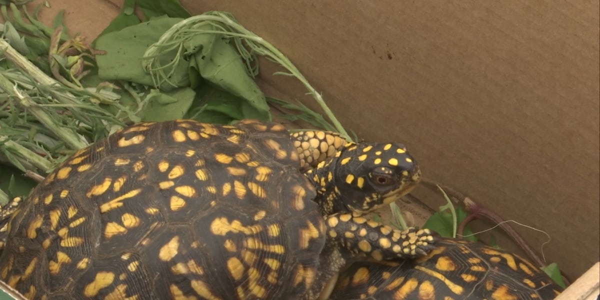 Eversource Energy hosts 15th annual ‘Turtle-Palooza’