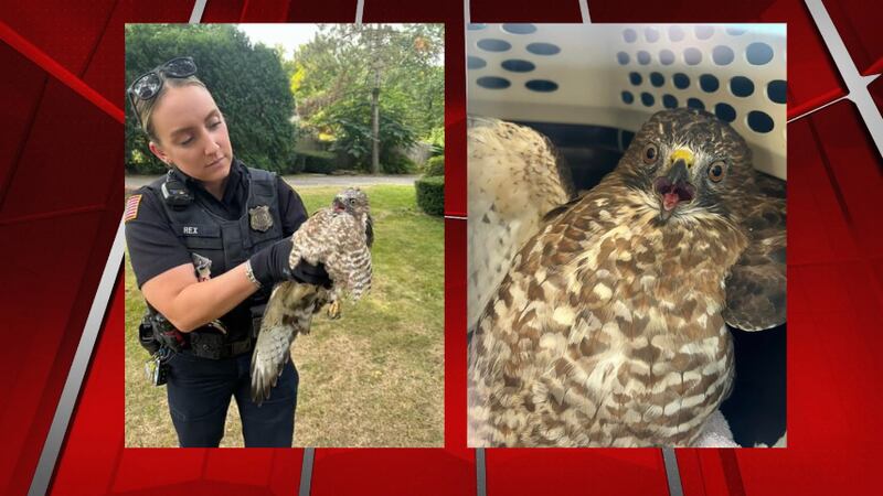 Wounded Hawk Holyoke officers help save injured hawk