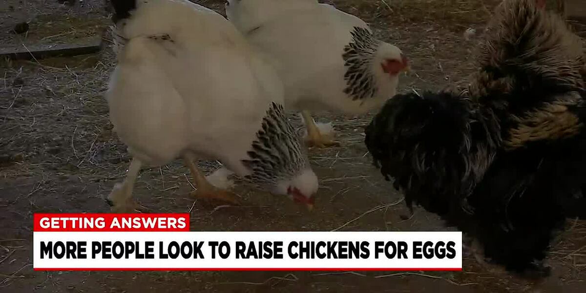 Chicken Getting Expluse Getting Answers: raising chickens to help with egg prices
