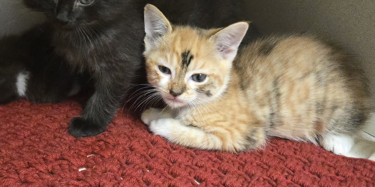 Shelter races to rescue kittens left in home without AC as heat climbs