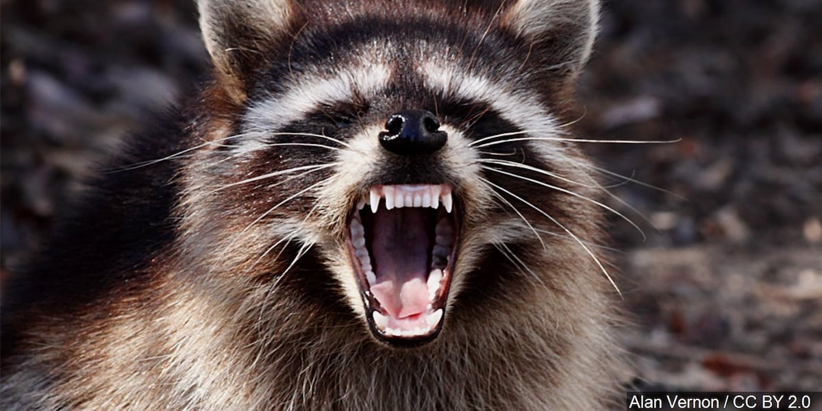 Authorities remind residents to be vigilant after rabid raccoon spotting