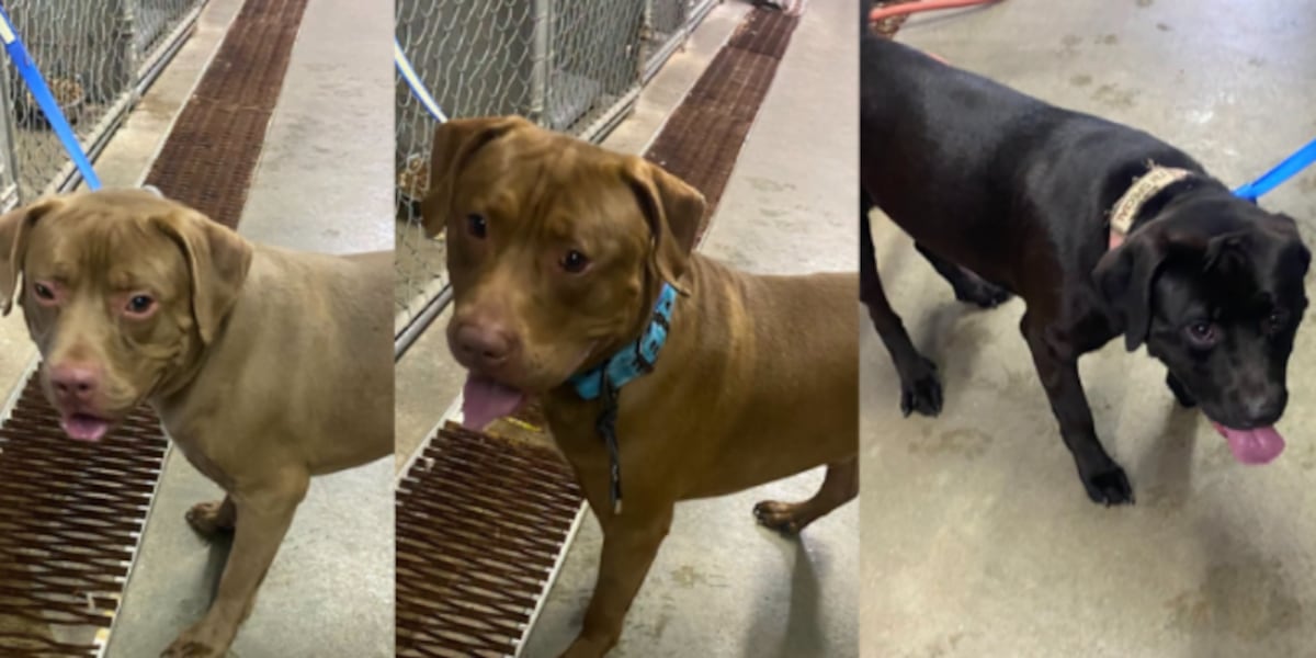 Police seek information after 3 dogs left abandoned, tied up at Enfield park