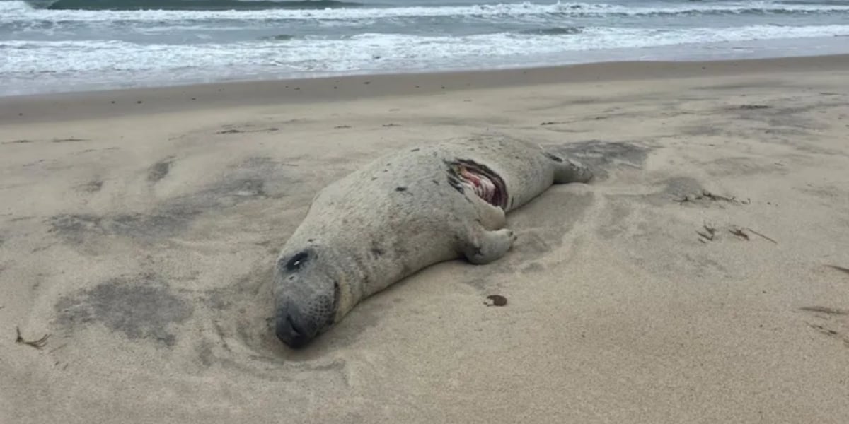 Officials warn of shark activity after seal found dead on Martha’s Vineyard