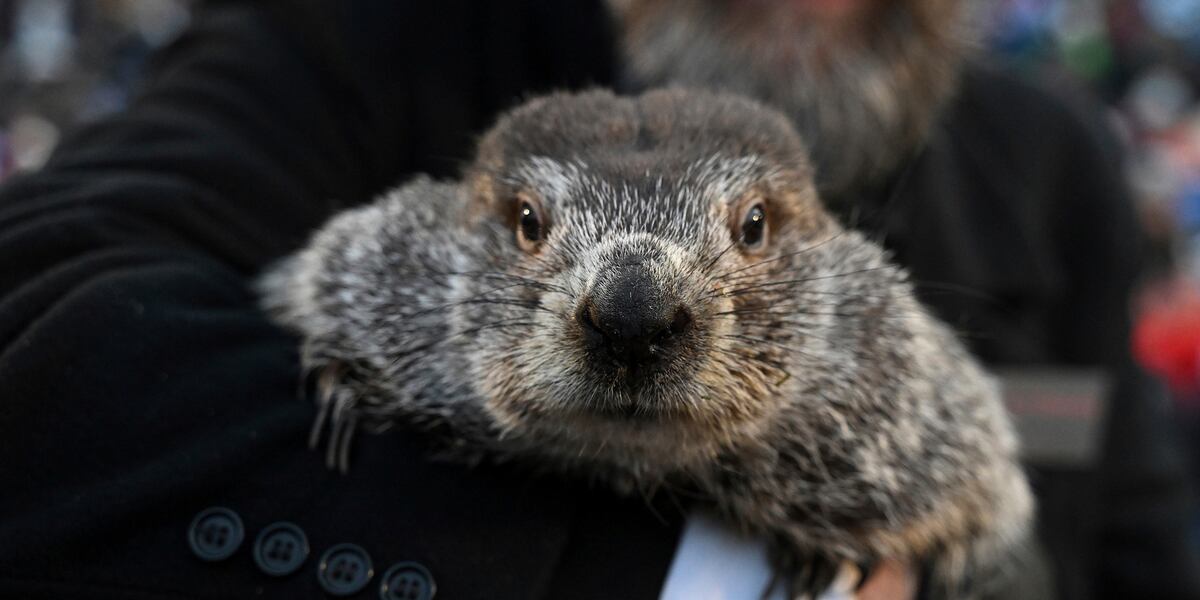Punxsutawney Phil is said to have seen his shadow, predicting 6 more weeks of winter weather