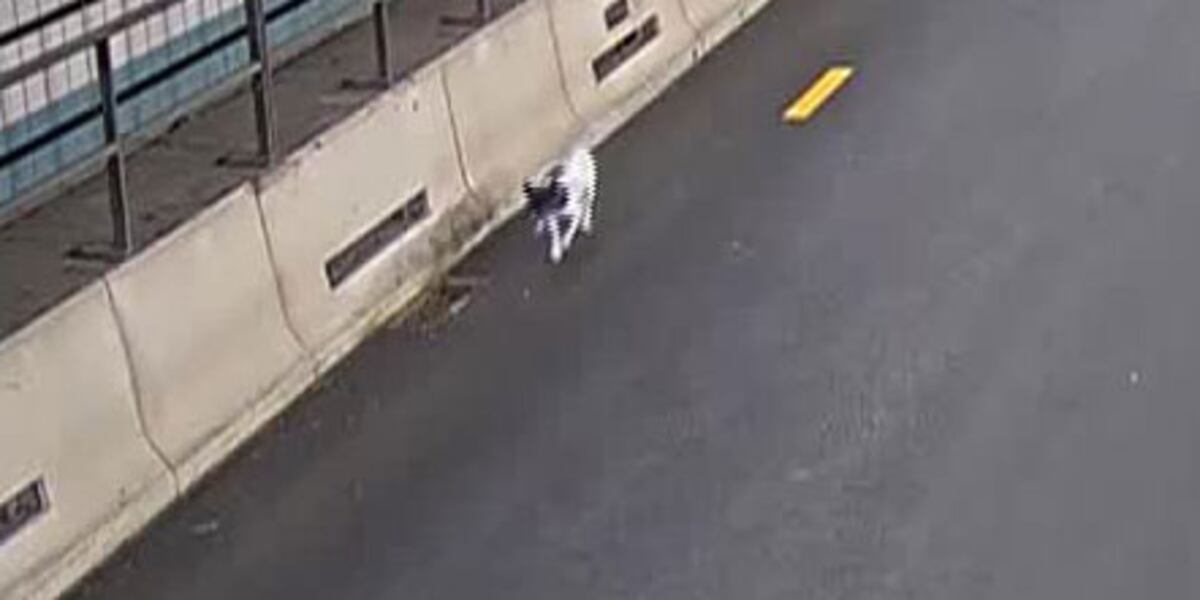 VIDEO: Dog rescued from busy Boston tunnel during rush hour