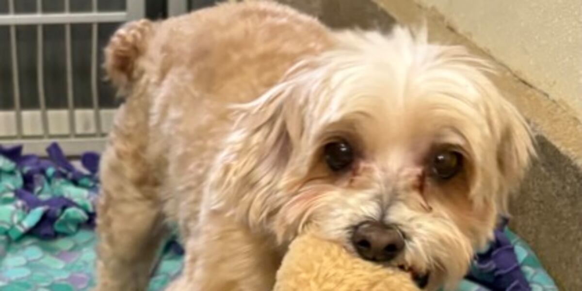 East Brookfield animal shelter offering discounted fees for bonded pets