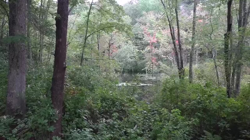 A Bigfoot sighting near the Pachaug State Forest was deemed credible by a research...