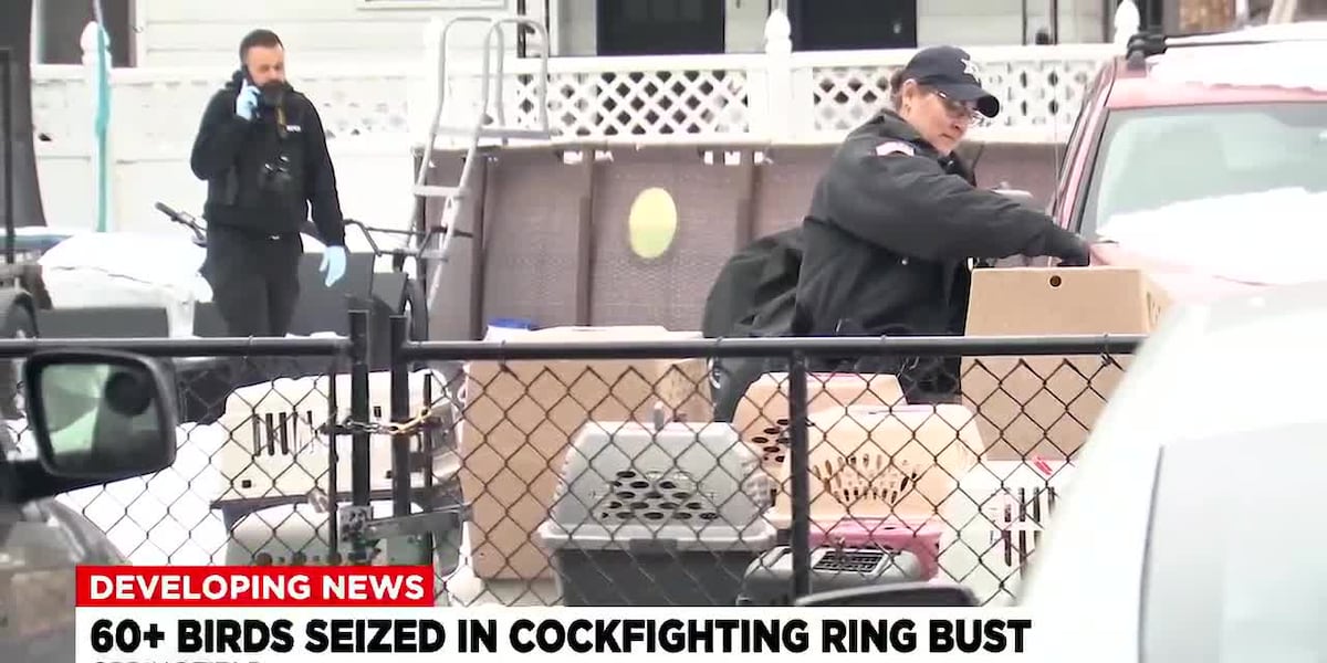 Cockfighting raid in Springfield leads to 60 birds seized