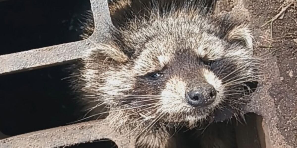 Surprised Racoon Good Samaritan, police rescue raccoon stuck in Holyoke storm drain