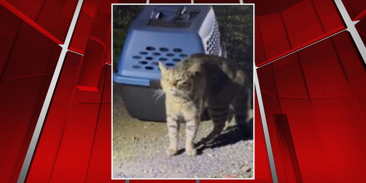 Cat with rabies symptoms captured in Northampton