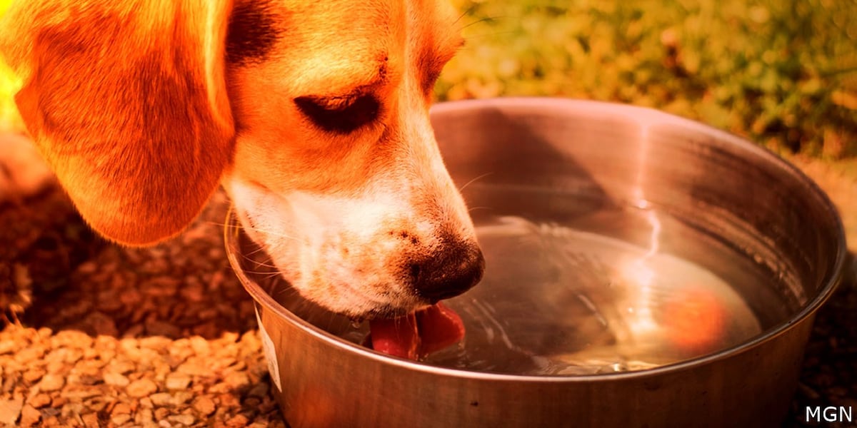 How to protect your dog or cat as temperatures approach 100 degrees