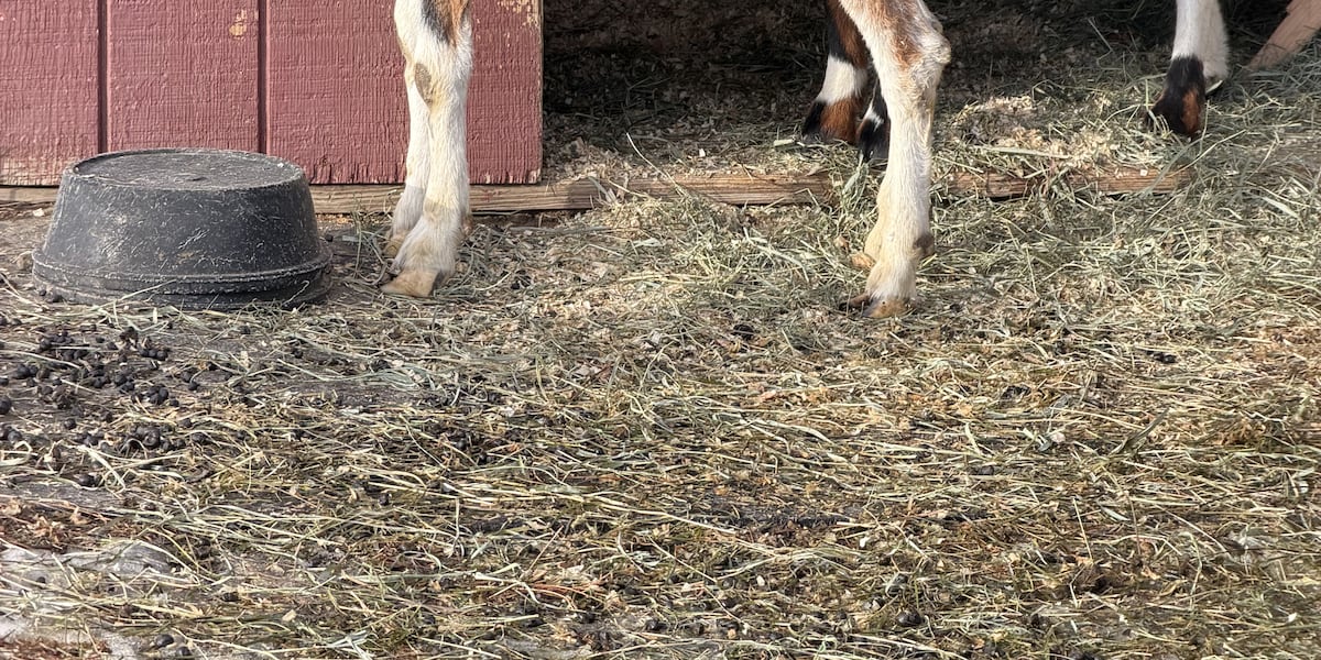 Attorney defends Hadley sanctuary owner after 315 animals seized