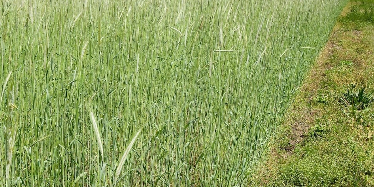 Drought conditions lighten up in time for growing season