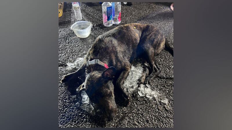 The Greater Birmingham Humane Society posted a photo of one of the dogs found locked inside a...