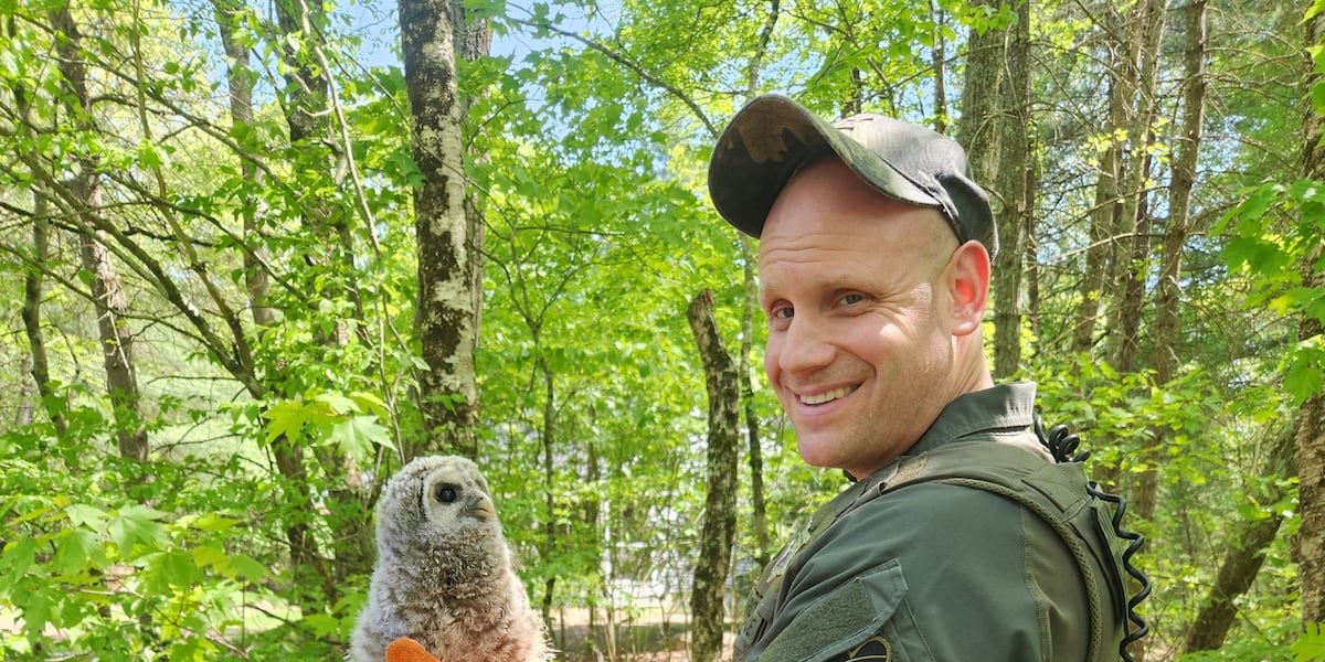 Monson police rescue juvenile owl from road