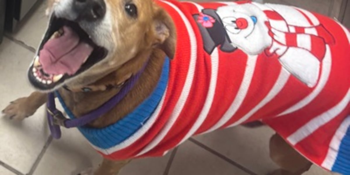 Dog seeks new home before marking third Christmas in East Brookfield shelter